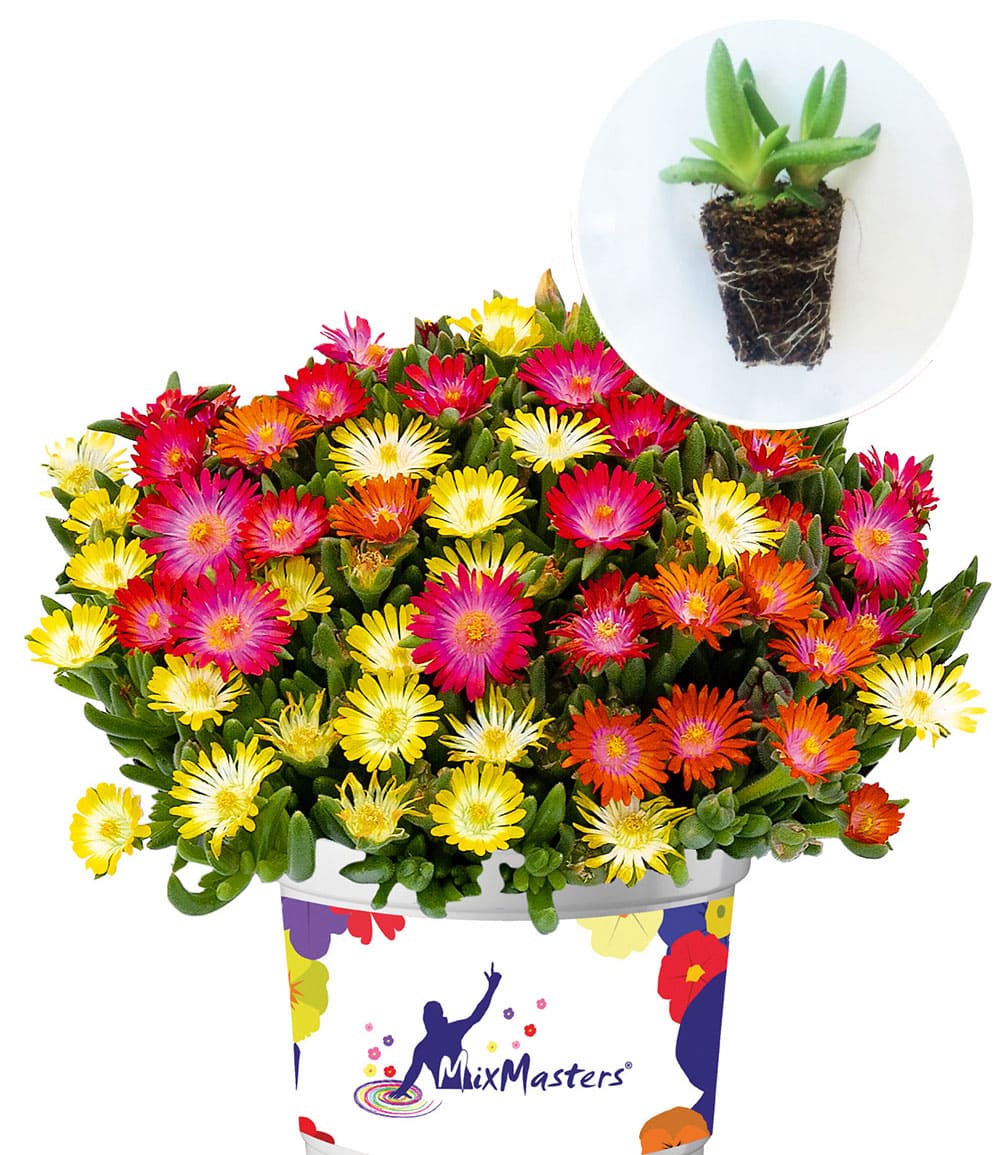 Eisblume 'MixMasters® Ice Cream®'