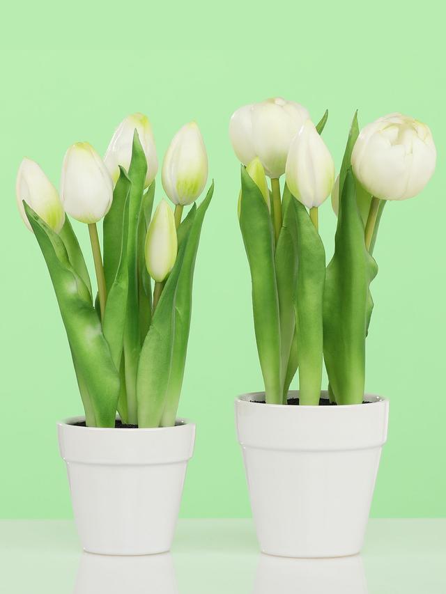 5 Tulpen im Keramiktopf, 2er Set