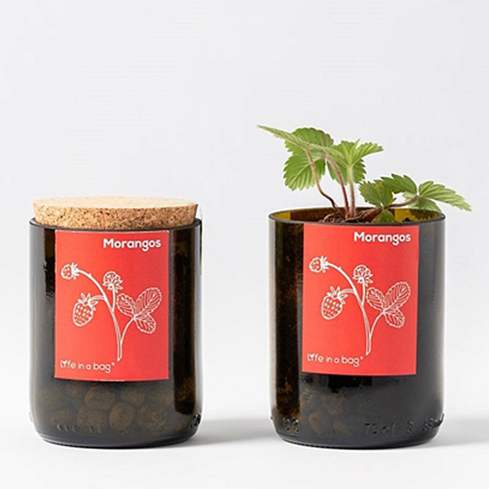 Kit bouteille prêt à pousser fraises