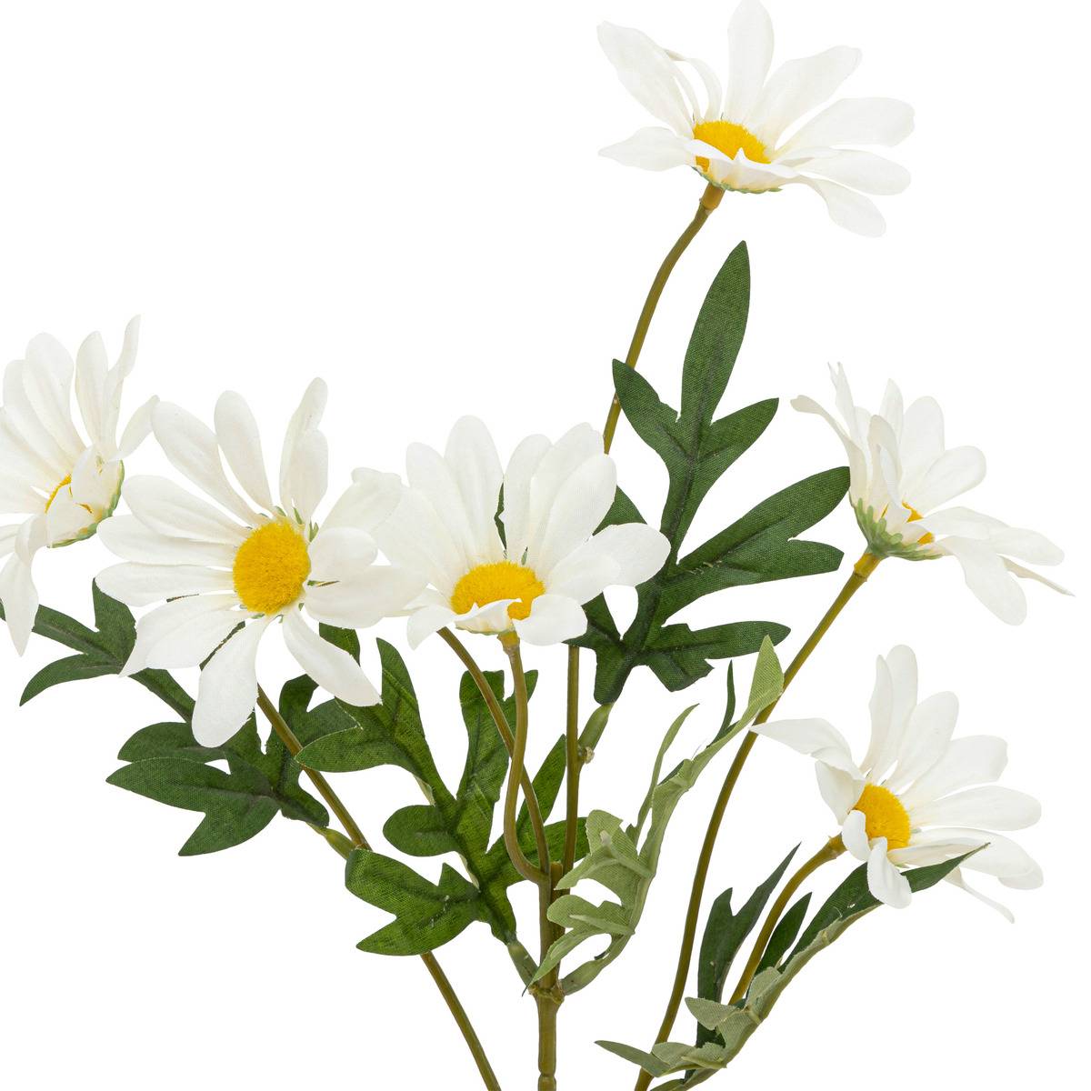 Tige marguerite blc h60