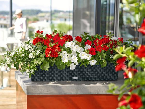 LECHUZA® Kunststoff-Kasten Balconera Cottage,