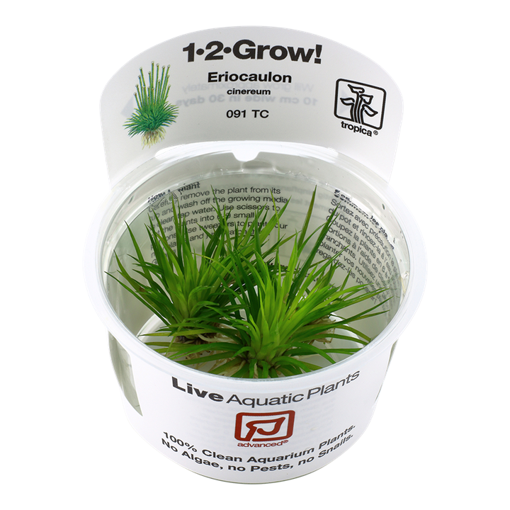 Waterplant Eriocaulon Cinereum