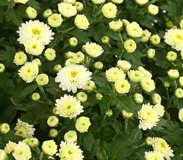 Herbst-Chrysantheme