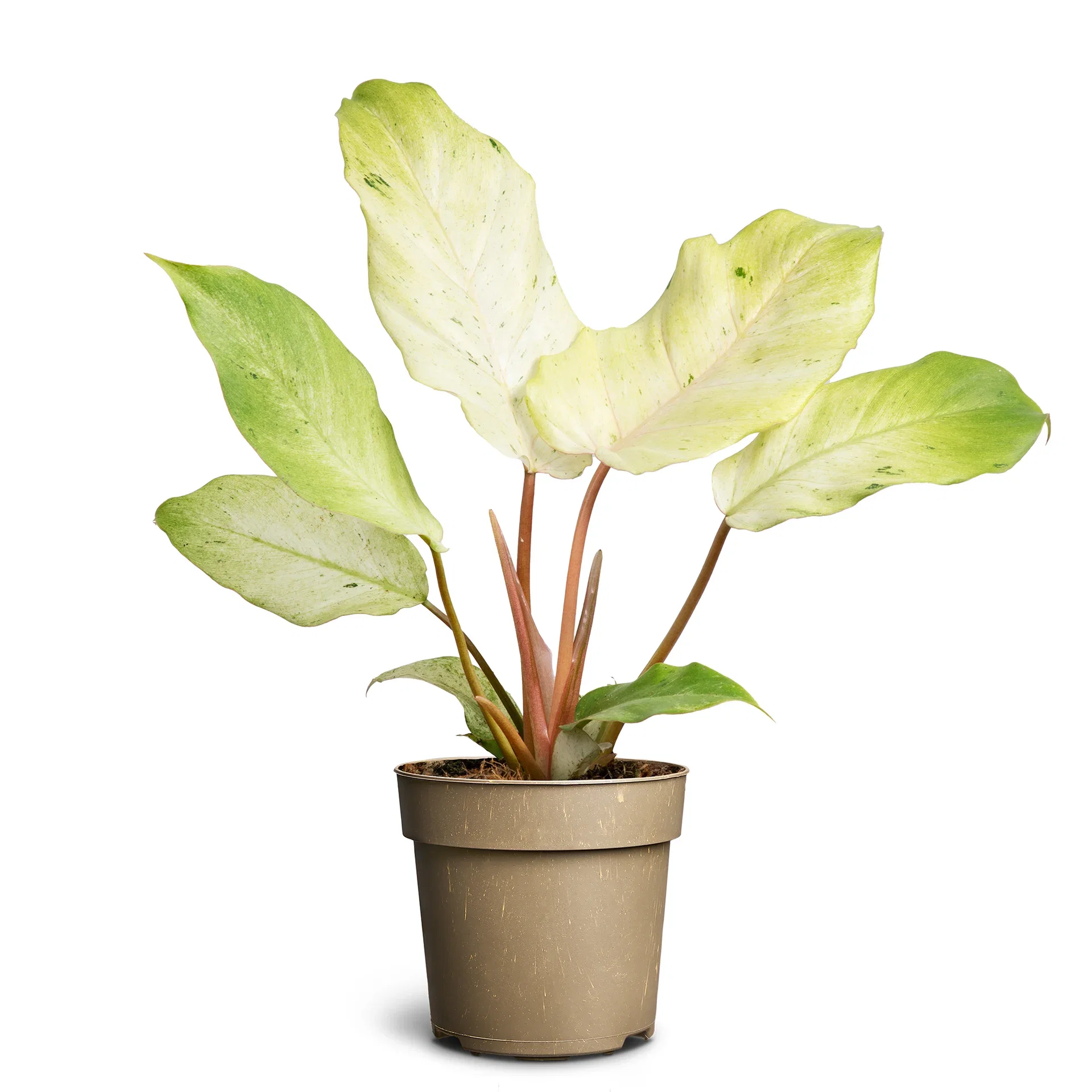 Philodendron 'Snowdrift variegata' Philodendron 'Snowdrift Variegata' Høyde 25 cm