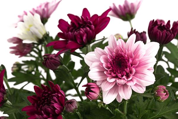 Chrysantheme 'Trio', rosa-lila-weiß