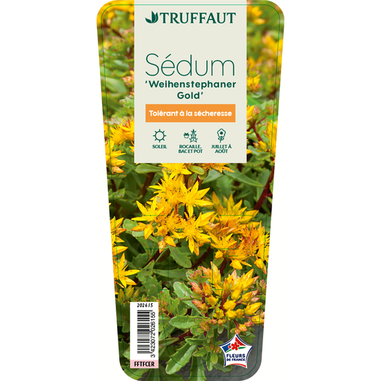 Sédum Weihenstephaner Gold : godet vert