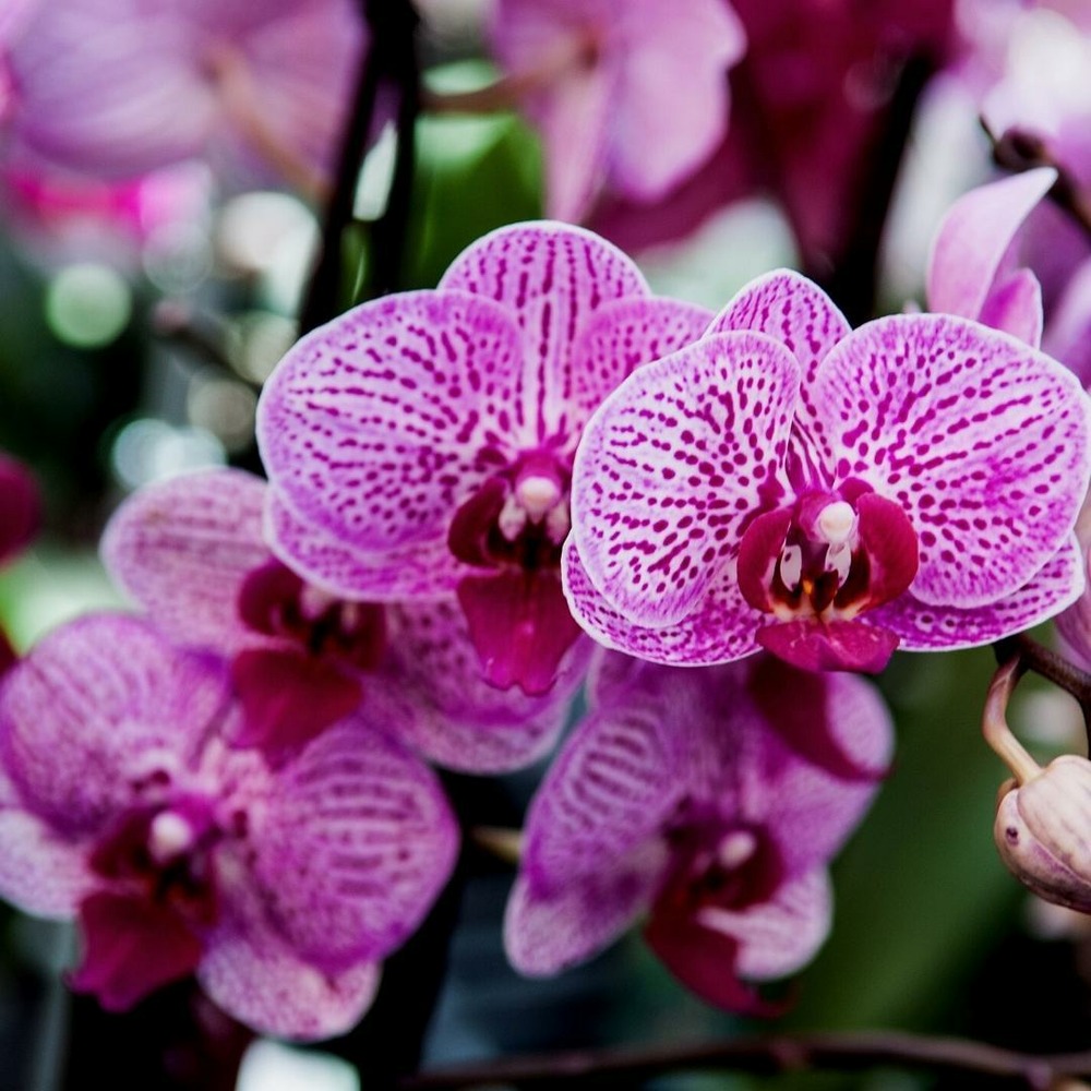 Terreau pour orchidées - 5l