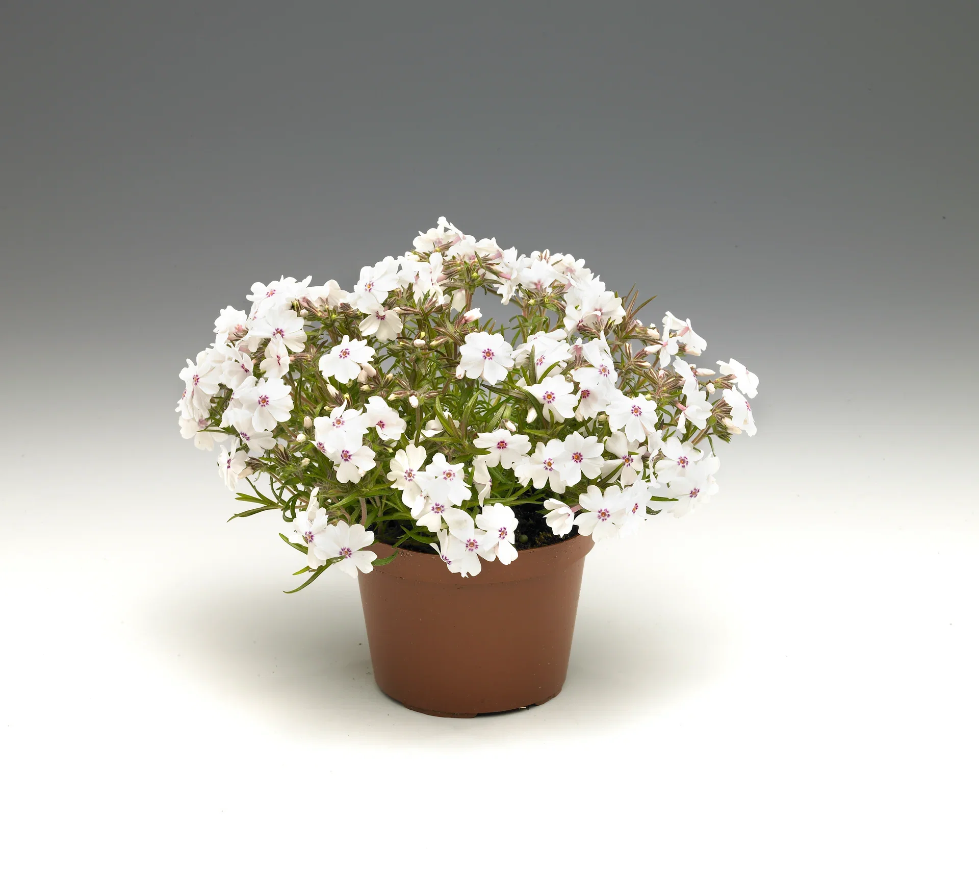 Phlox subulata Floks miks Ø12 cm
