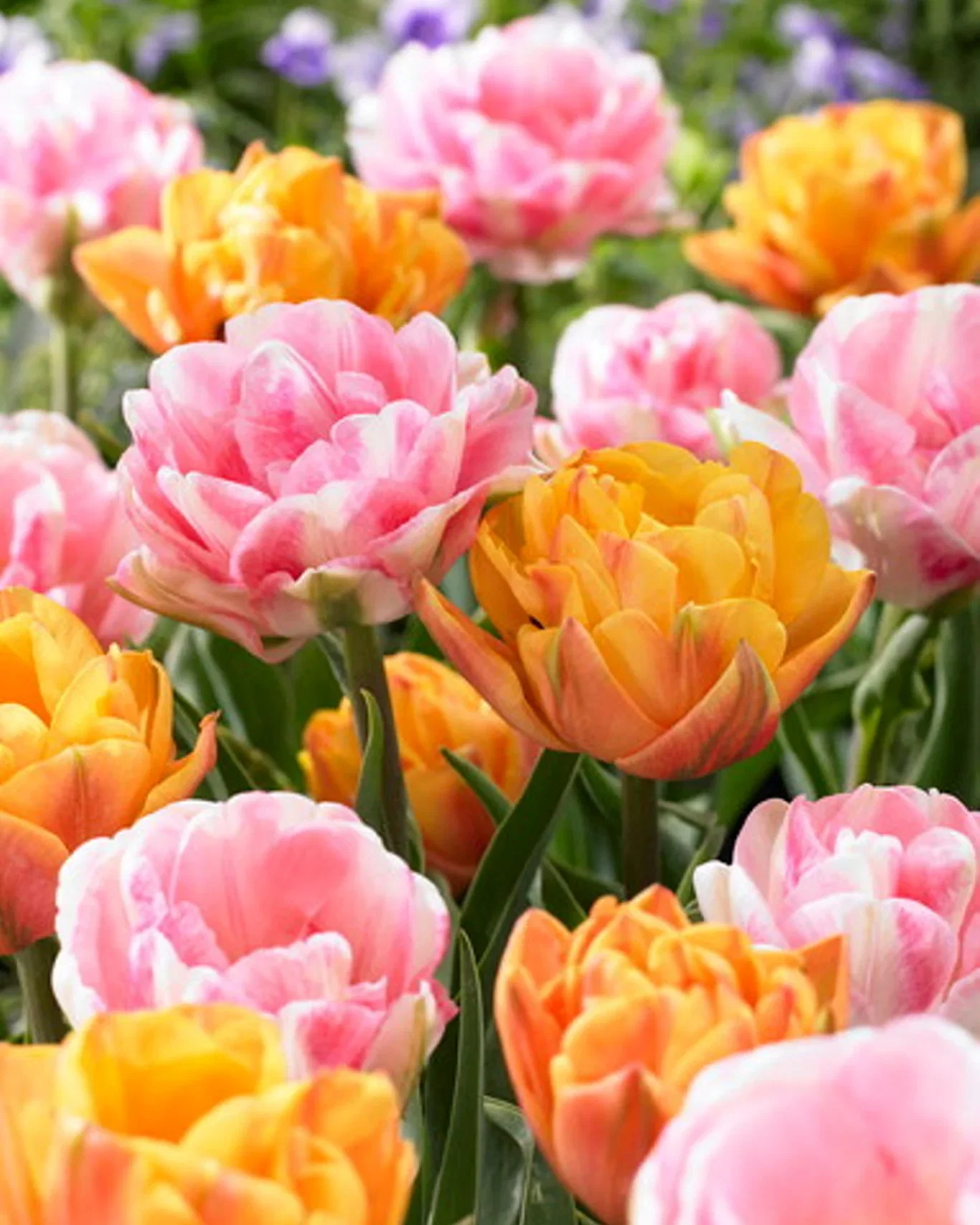 Tulipa Tulipanmiks Foxy Freedom