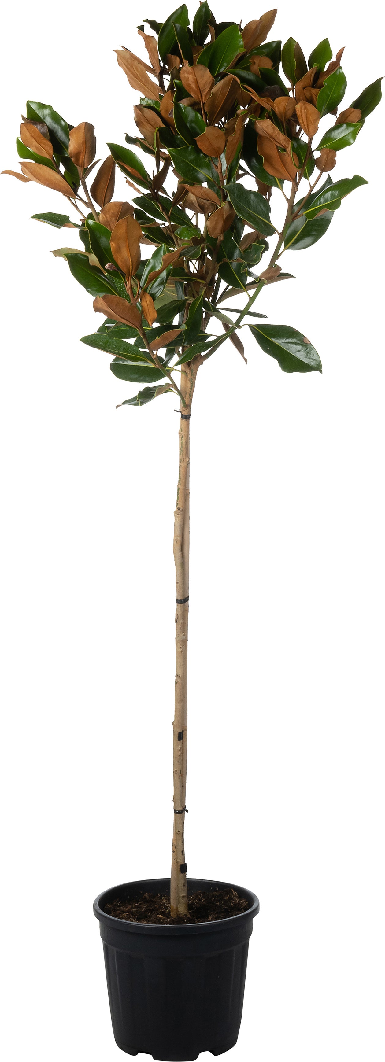 Magnolia (Magnolia grandiflora 'Little Gem') D 32 H 140 cm