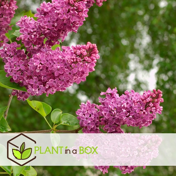 Syringa ludwig spath - 4