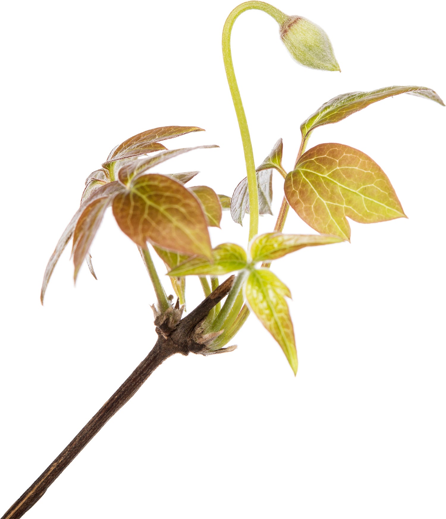 Bosrank (Clematis montana 'Grandiflora') D 16 H 75 cm