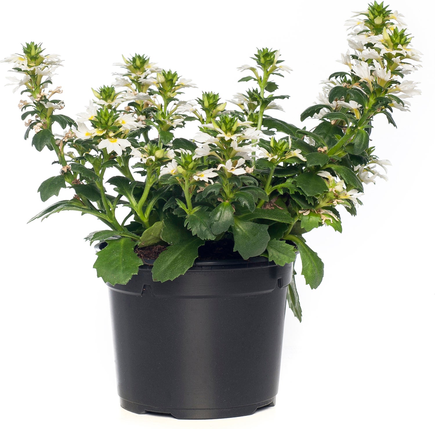 Waaierbloem (Scaevola) wit D 13 H 15 cm