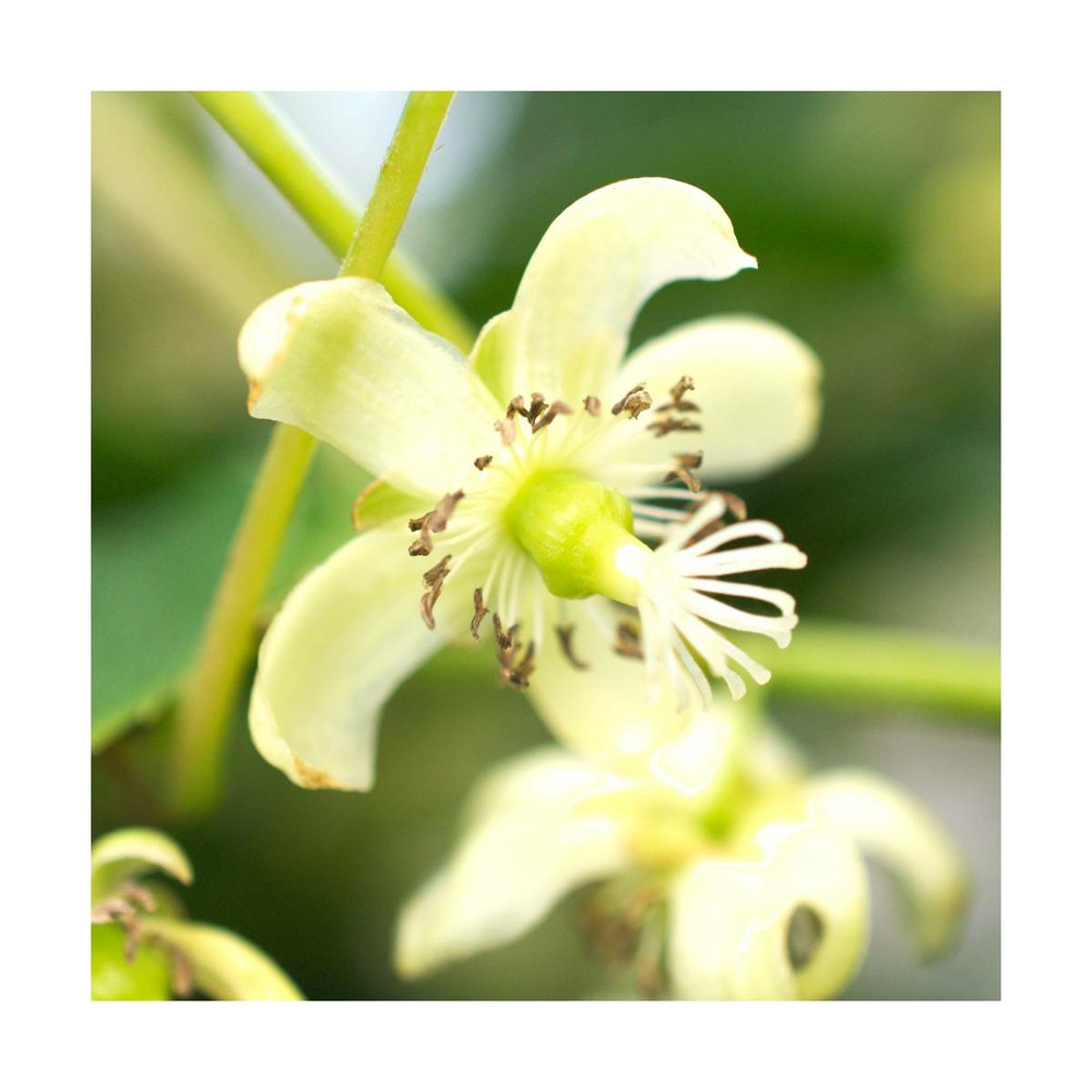 Kiwi de sibérie arguta issaï (autofertile)/actinidia arguta issaï (autofertile)[-]pot de 6l - 100/150 cm