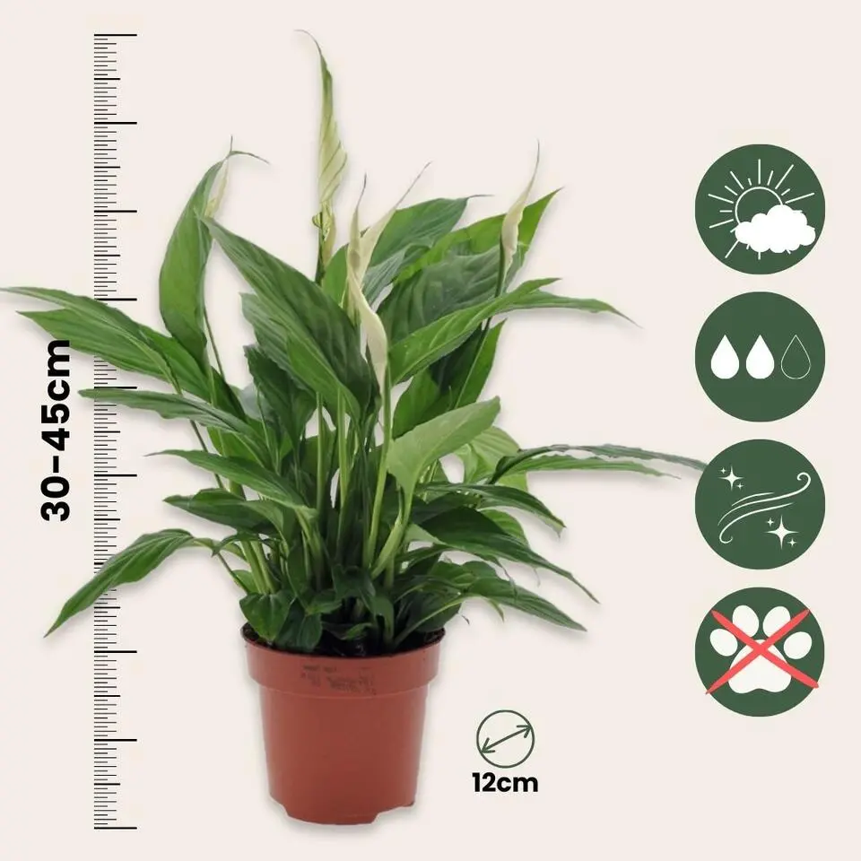 Lepelplant - Spathiphyllum 'Torelli' - Hoogte 30-45cm - ⌀12cm