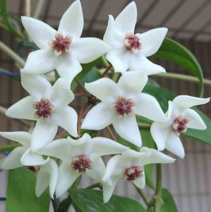 Hoya paziae (fleur de porcelaine, fleur de cire) taille pot de 2 litres - 20/40 cm - blanc et rose