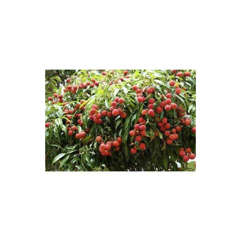 Création de votre jardin exotique 4 plantes emblématiques