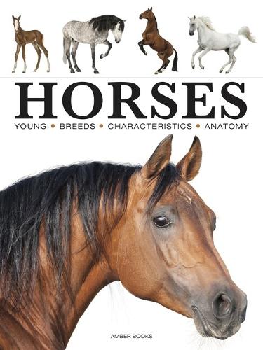 Horses - Mini Animals (Paperback)