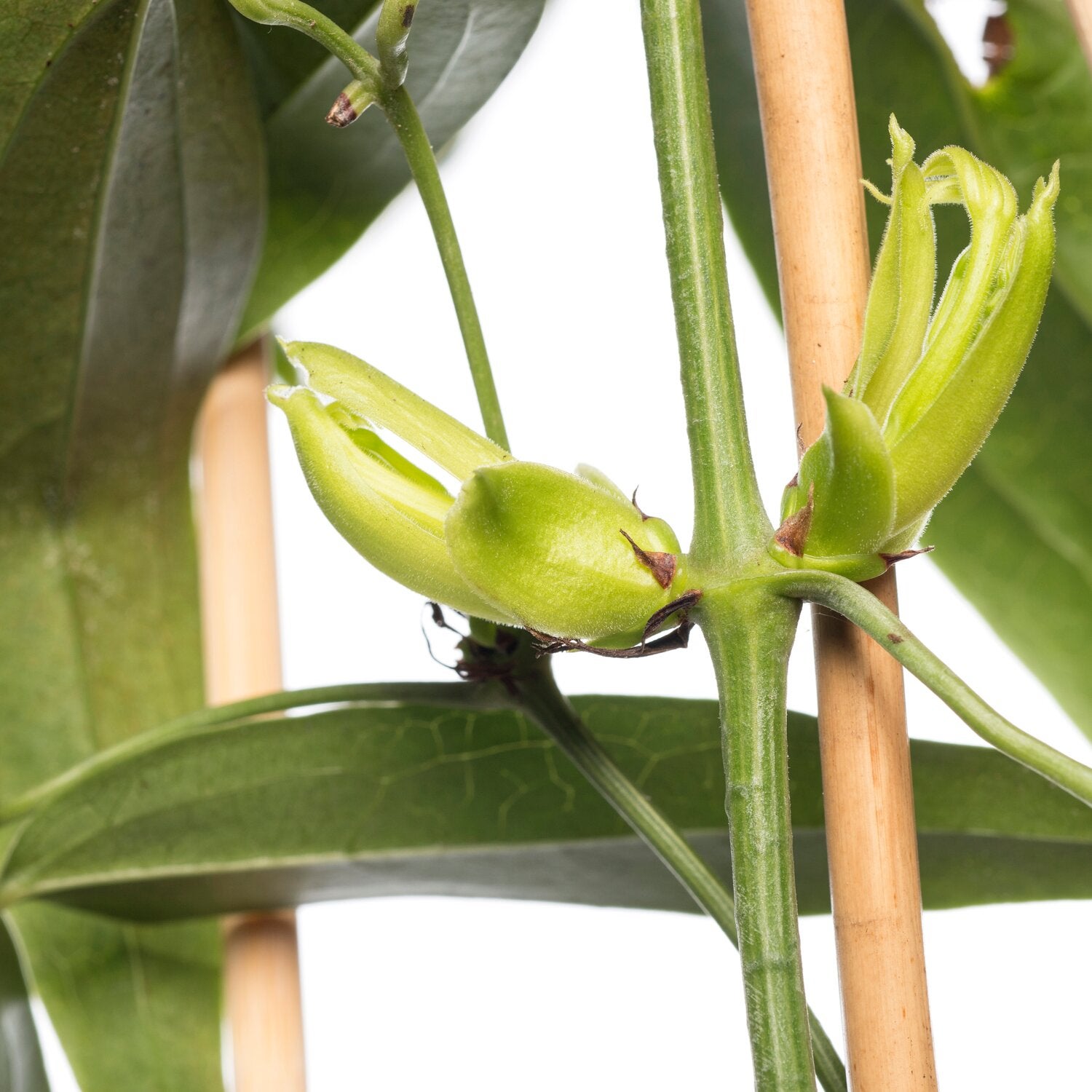 Groenblijvende Bosrank (Clematis armandii) D 16 H 75 cm