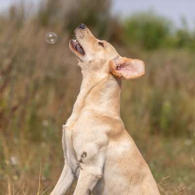 Trixie Seifenblasen für Hunde 120ml mit Bacon-Aroma