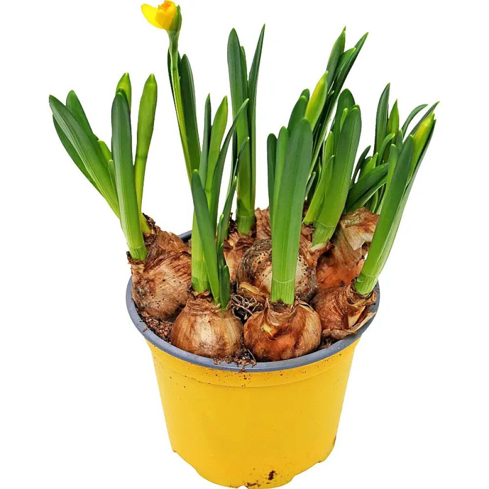 PÅSKELILJE 12 CM