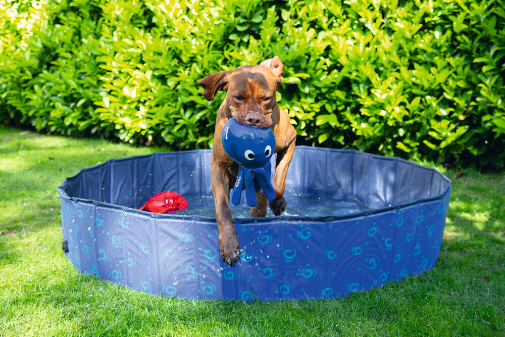 Beeztees Doggy Dip - Hondenzwembad -Waterspeelgoed - blauw - 30x160x16 cm - L