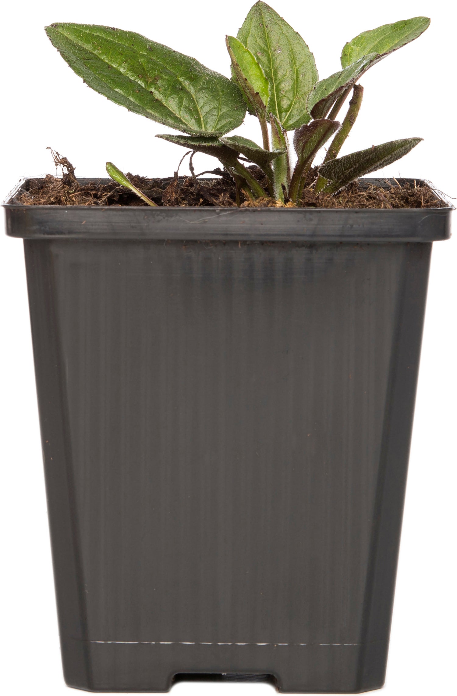 Zonnehoed (Rudbeckia fulgida 'Goldsturm') D 9 H 15 cm
