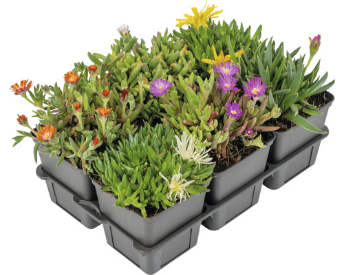 IJsplant FloraSelf Delosperma cooperi Ø 7 cm Pot 6 st