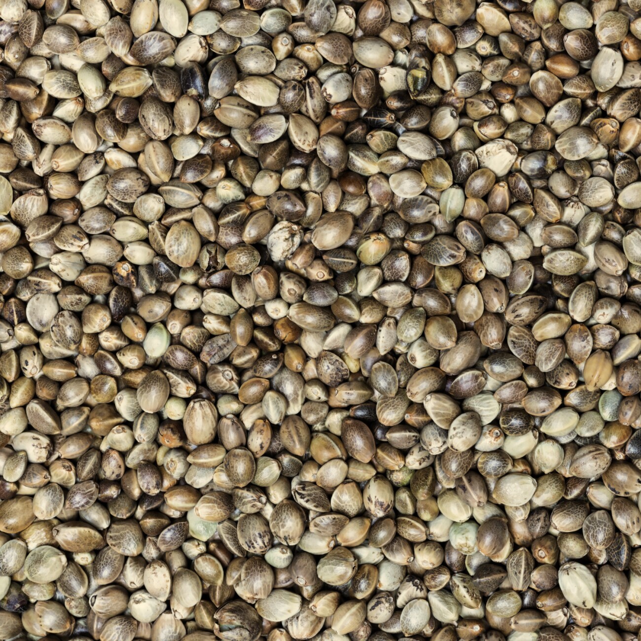 Supravit Hanf Wildvogelfutter 2,5 kg