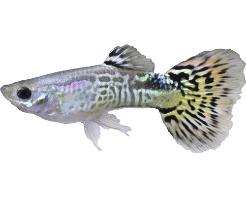 Vis Guppy Mannelijke Mix - Poecilia reticulata M