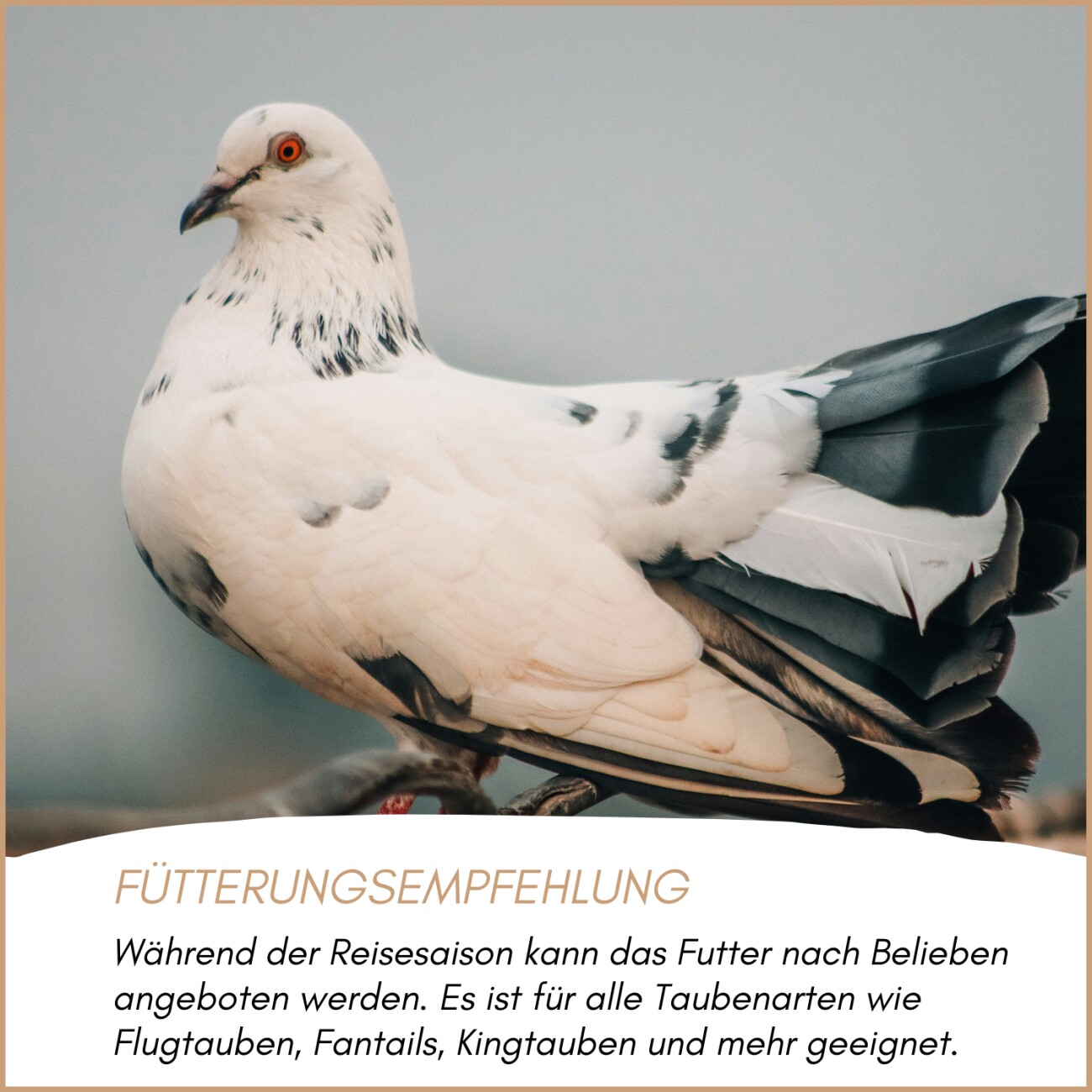 Supravit Reise Taubenfutter 25kg ohne Weizen | hochwertiges Futter für Tauben | optimale Körnermischung vor der Reise für Zucht Tauben | unterstützt die Kondition und Leistungsfähigkeit