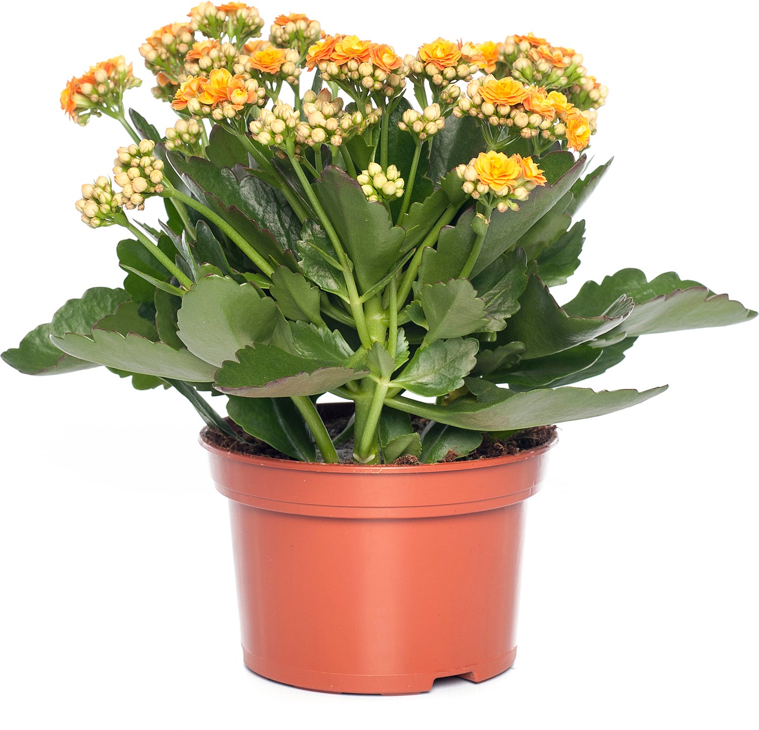 Kalanchoë (Kalanchoe 'Queen') oranje D 14 H 26 cm