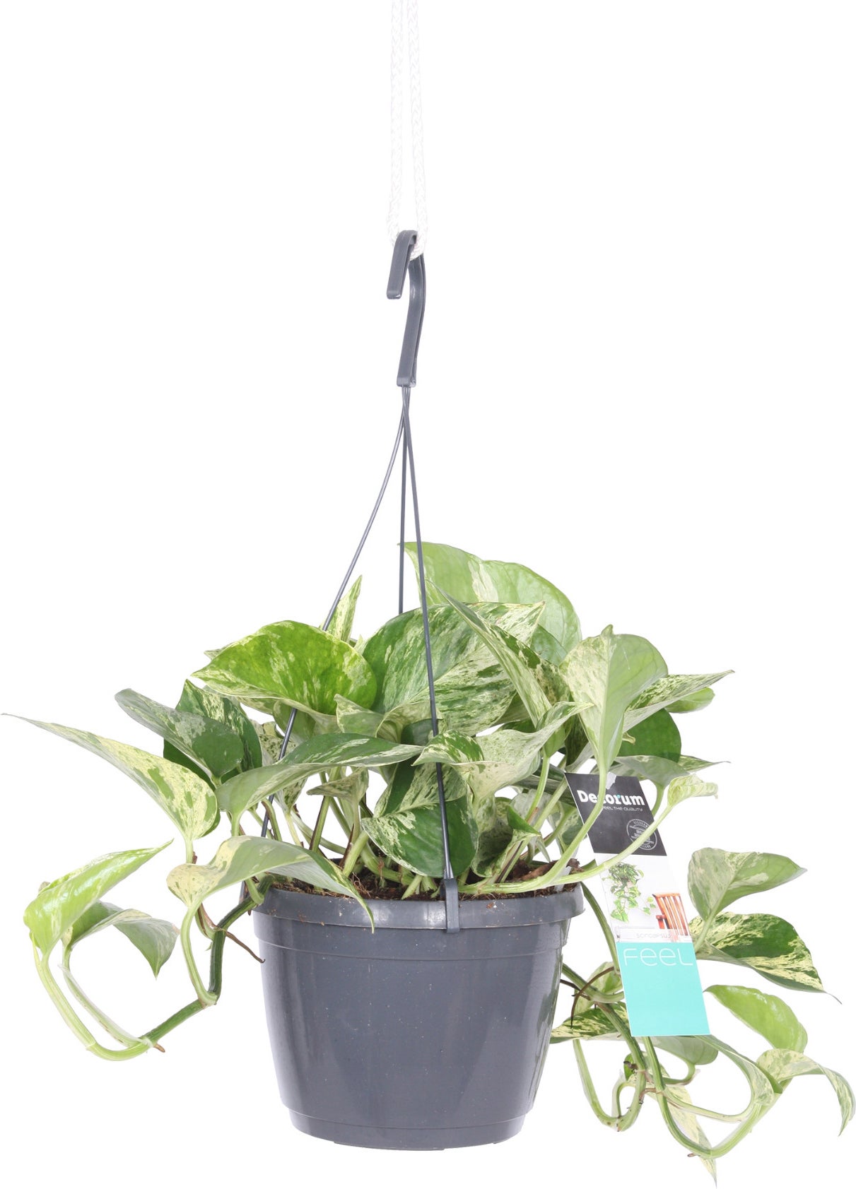 Drakenklimop in hangpot (Epipremnum pinnatum 'Marble Queen') D 17 H 17,5 cm