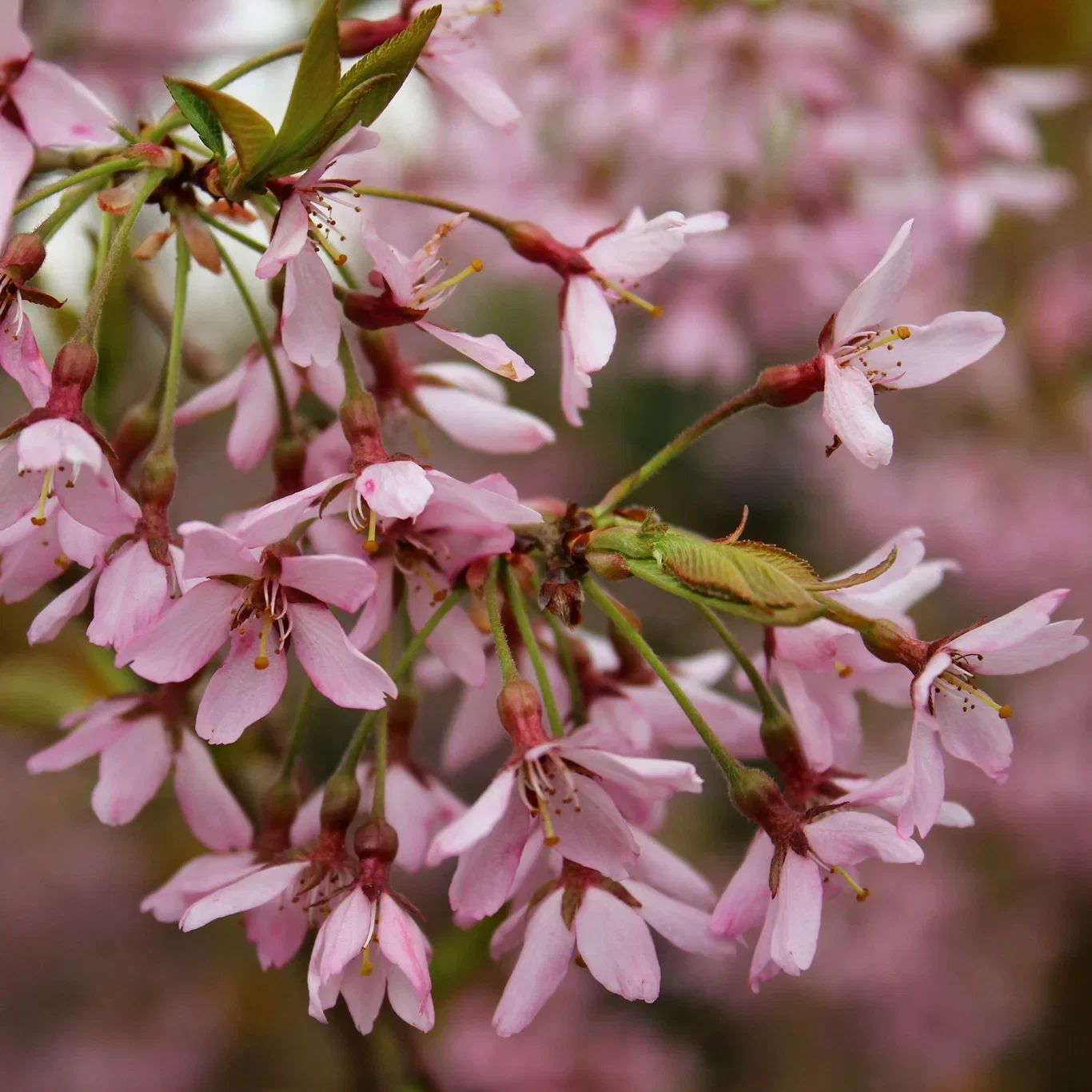 Prunus pendula 'Pendula Rubra' Surkirsebær 'Pendula Rubra', oppstammet Høyde 180 cm