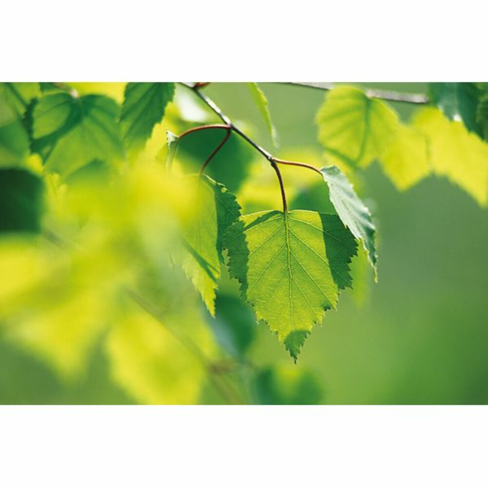 WELEDA Berken Extract Bio250 ml