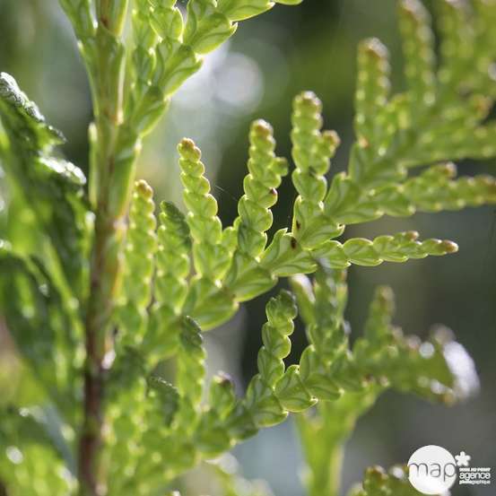 Thuya plicata Atrovirens, H : 150/175 cm, ctr 15L