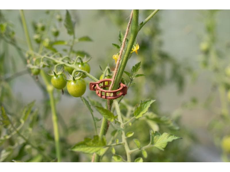 Andermatt Biogarten Befestigungs-Clips Ø 25 mm, 25 Stück Einfaches Aufbinden der Tomatenpflanzen