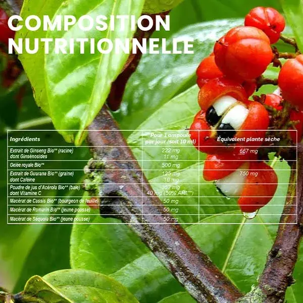 Santarome, Ginseng Orgânico, Geléia Real, Guaraná, Acerola - Vitalidade - 30 ampolas