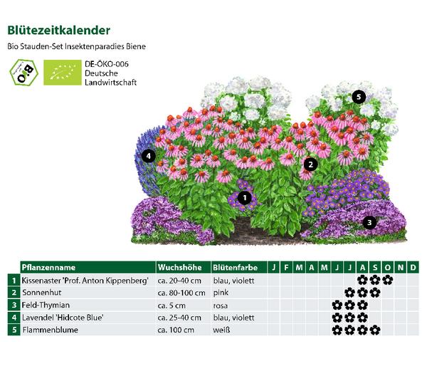 Bio Stauden-Set Insektenparadies Biene,