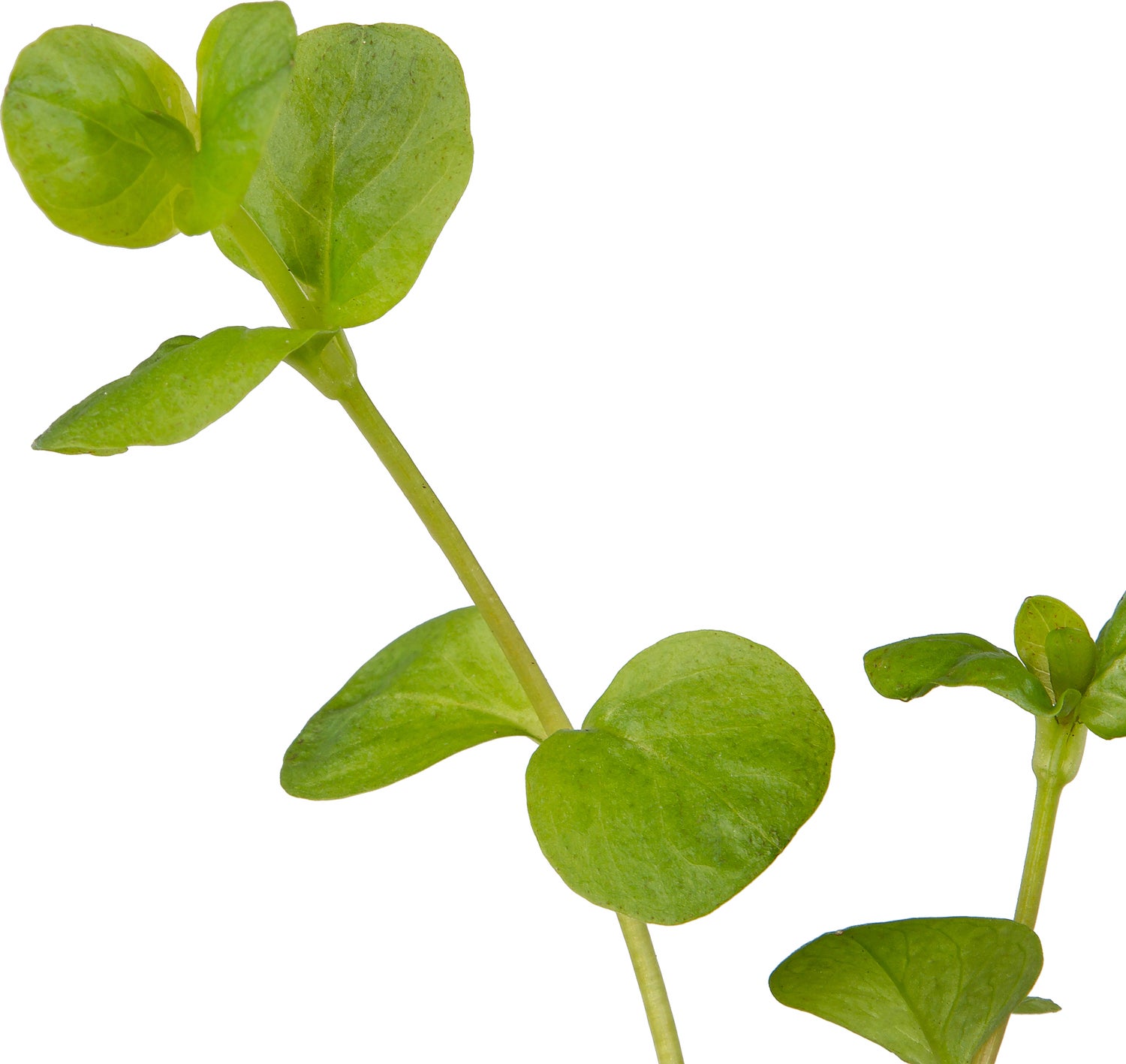 Penningkruid (Lysimachia nummularia) D 9 H 20 cm