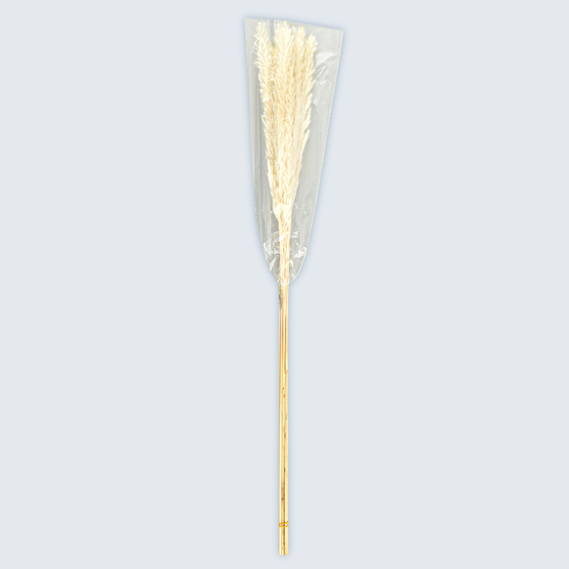 Lot de 10 Miscanthus blancs