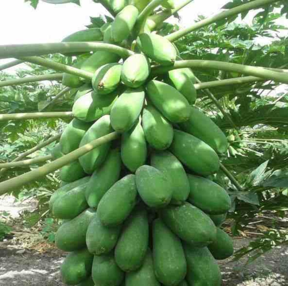 Papayer carica papaya var. Intenzza taille pot de 7 litres ? 60/80 cm - rouge