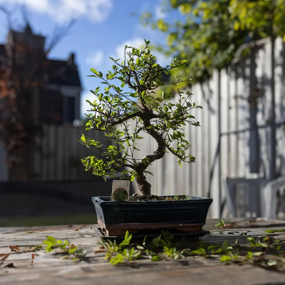 Bonsai - Carmona microphylla - Hoogte 20-30cm - ⌀15cm