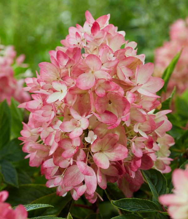 Bodendecker-Rispen-Hortensie Groundbreaker®