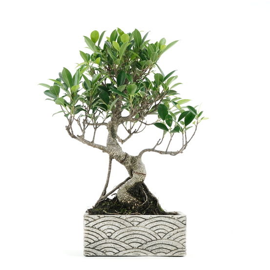 Bonsaï 8 ans Pot avec décoration orientale
