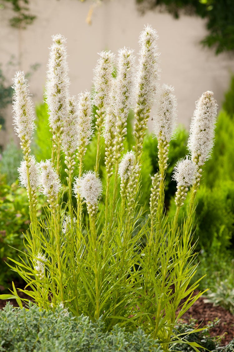 Lampenpoetser (Liatris spicata 'Alba') D 11 H 80 cm