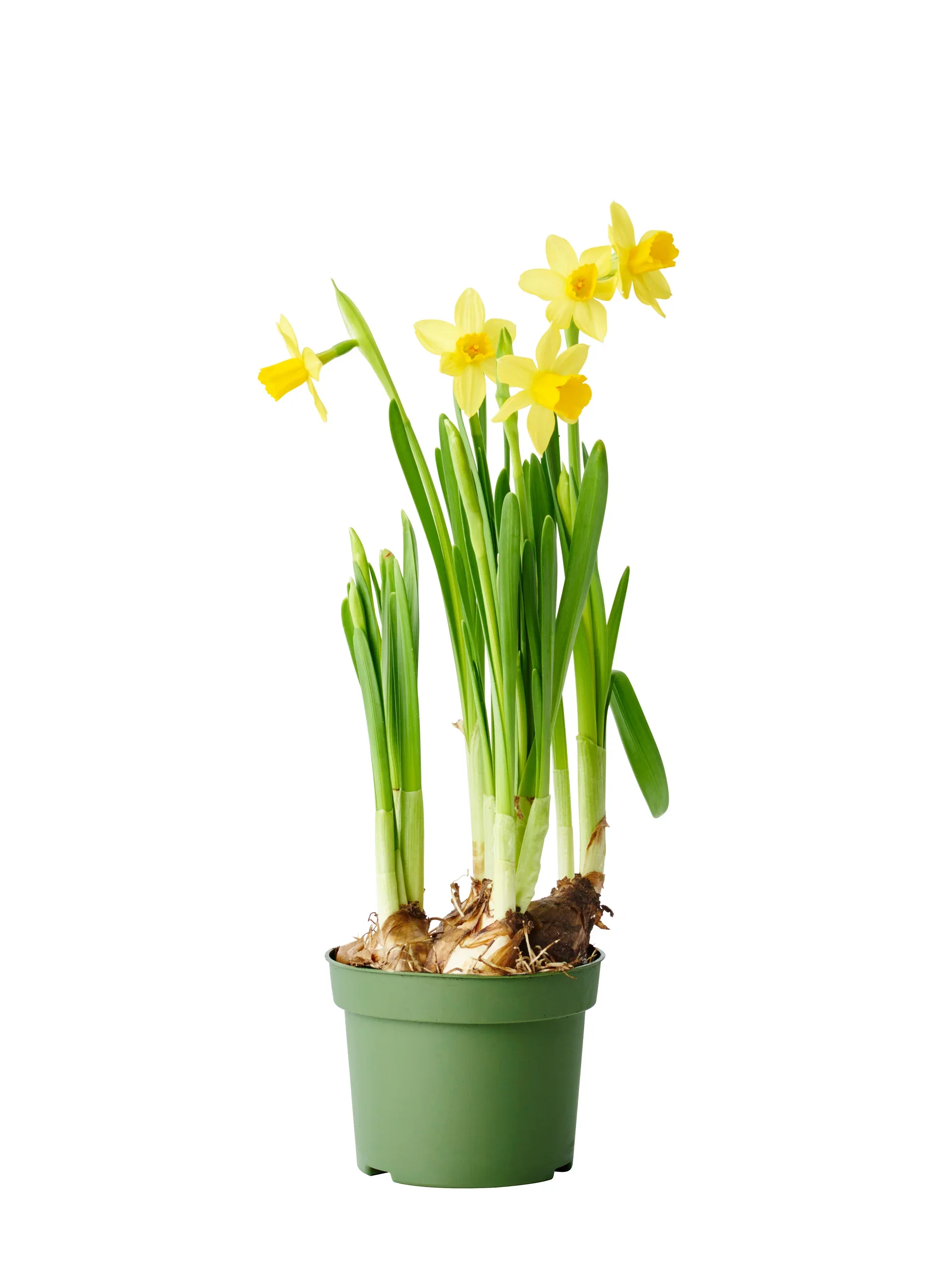 Narcissus x cyclazetta 'Tête-à-tête' Minipåskelilje 'Tête-à-Tête' Ø9 cm