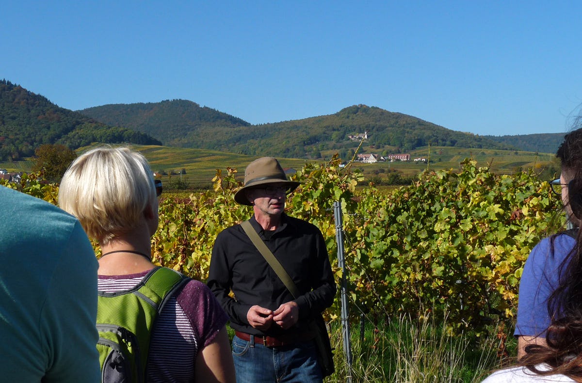 Weinbergwanderung Göcklingen als Geschenk