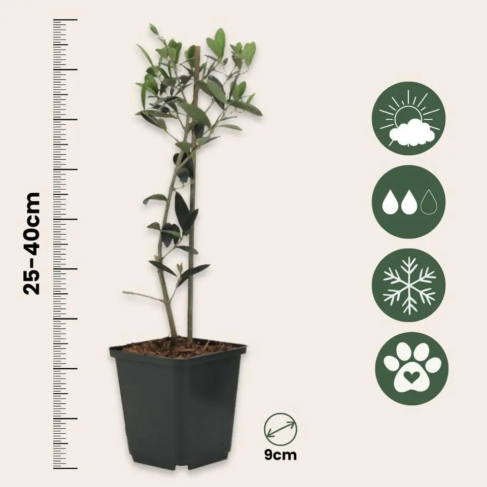 Olijfboom - Set van 2 - Olea europaea - Hoogte 25-40cm - ⌀9cm