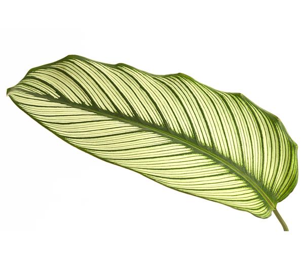 Korbmarante - Calathea 'Whitestar'
